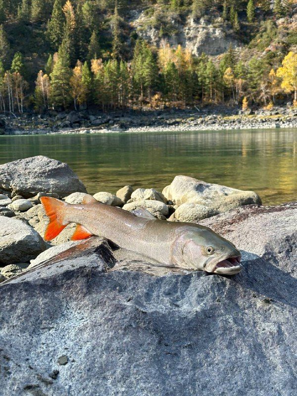 Рыболовный осенний тур «Красоты средней Катуни».