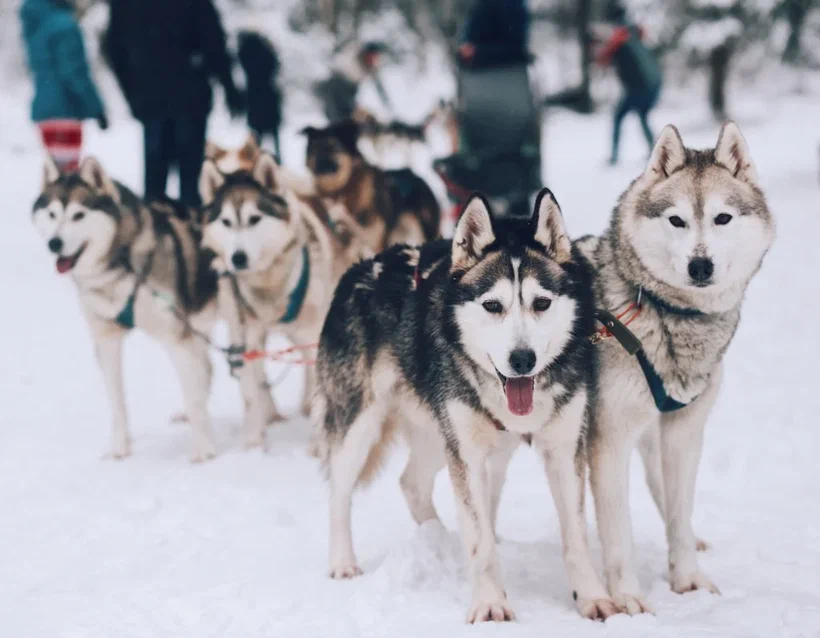 3х-дневное приключение на собачьих упряжках по Карелии