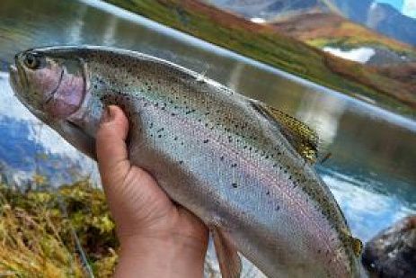 5-ти дневный тур "Форелевая рыбалка" в горах Алтая